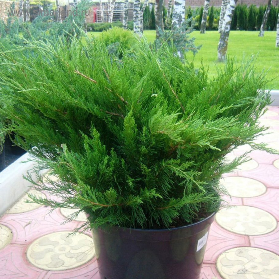 Можжевельник Пфитцериана Mint Julep