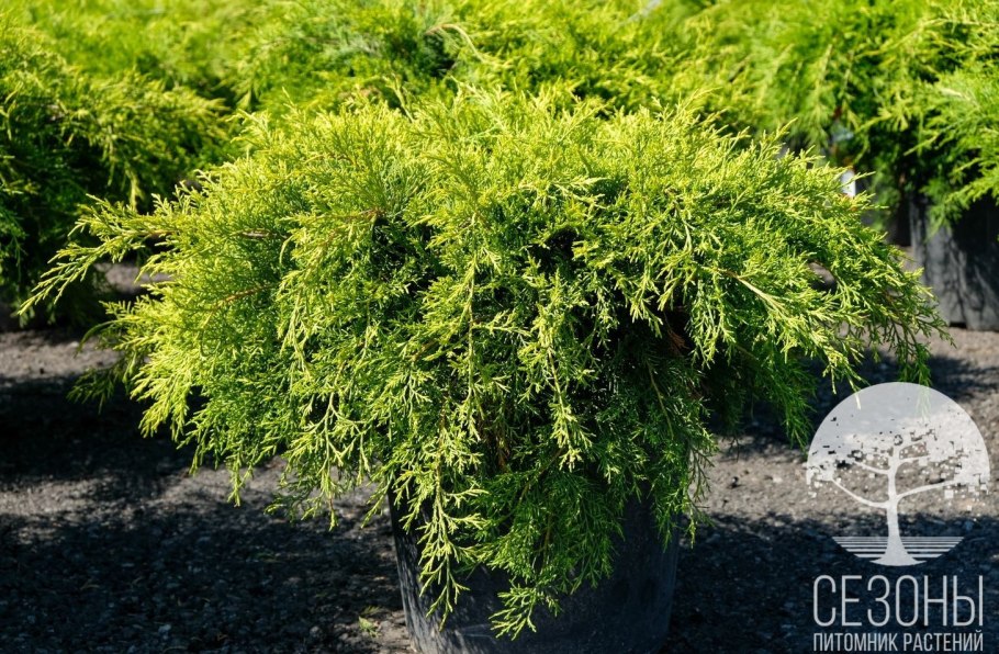 Можжевельник средний минт джулеп