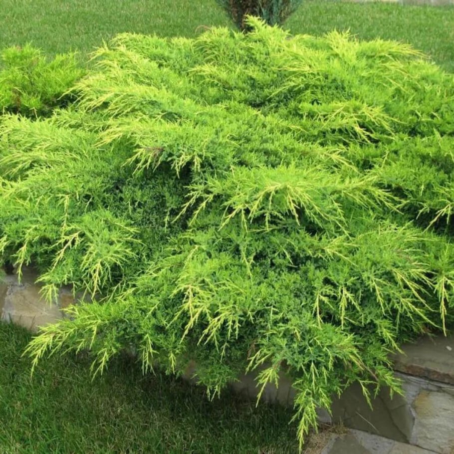 Можжевельник средний минт джулеп