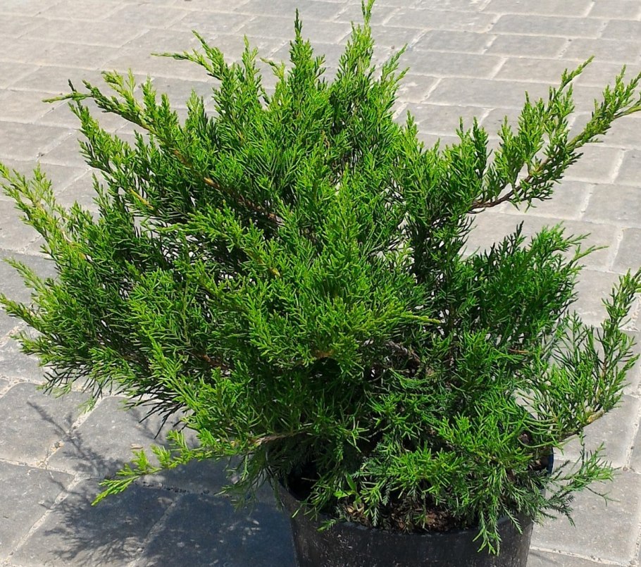 Можжевельник минт джулеп