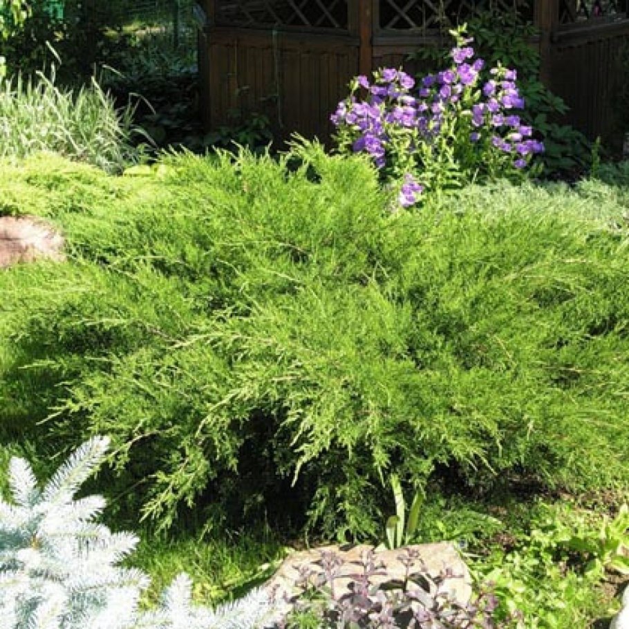 Тамарисцифолия можжевельник в ландшафтном