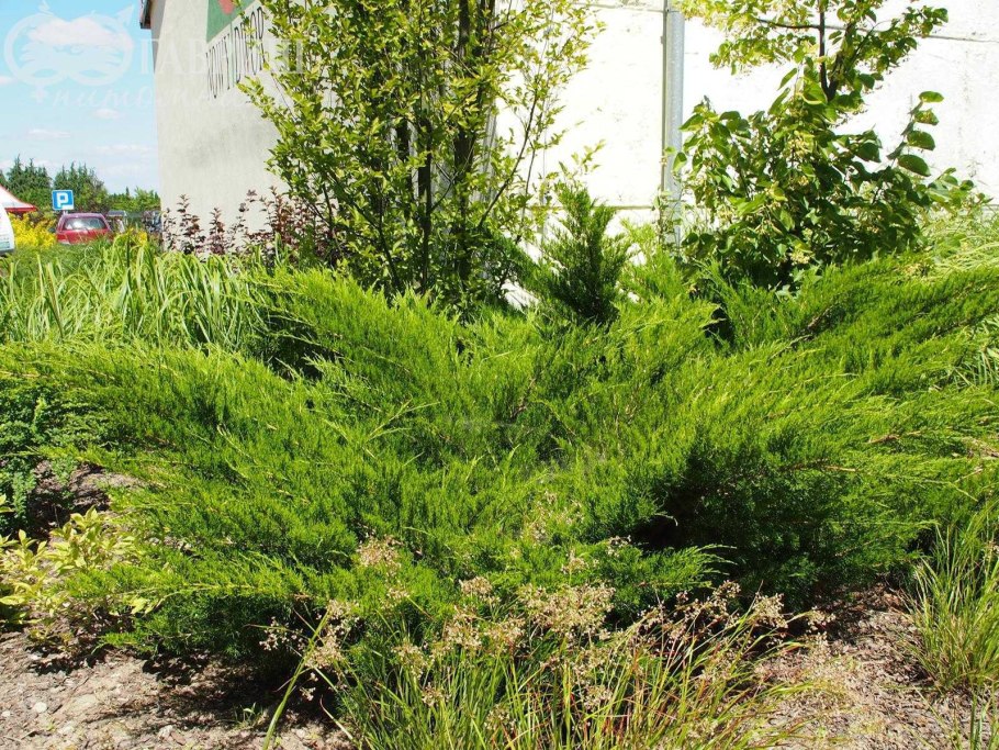 Можжевельник Пфитцериана Mint Julep