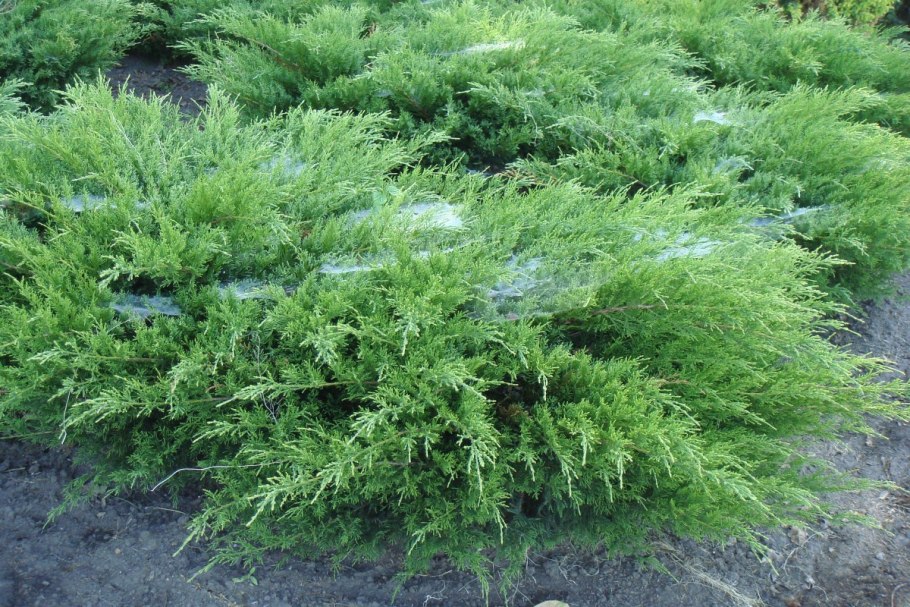 Можжевельник Mint джулеп