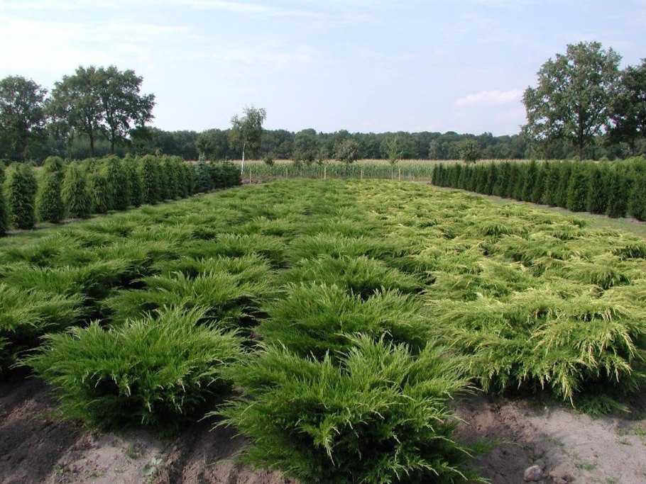 Можжевельник минт джулеп