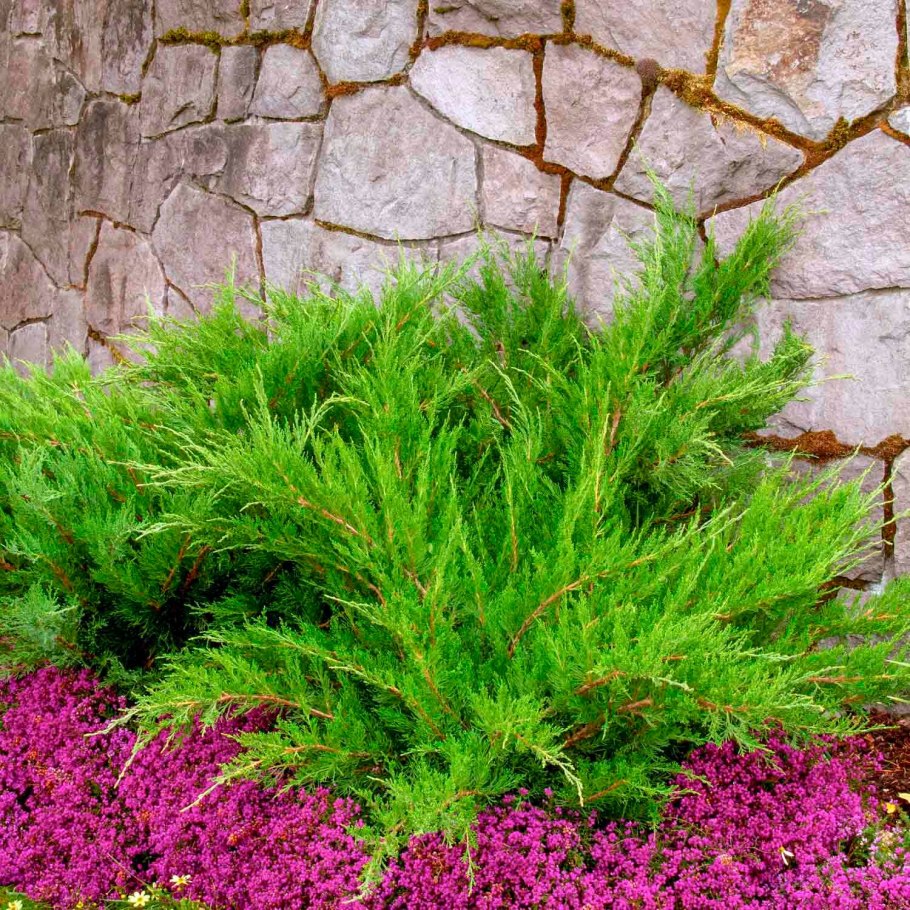 Можжевельник казацкий Mint Julep