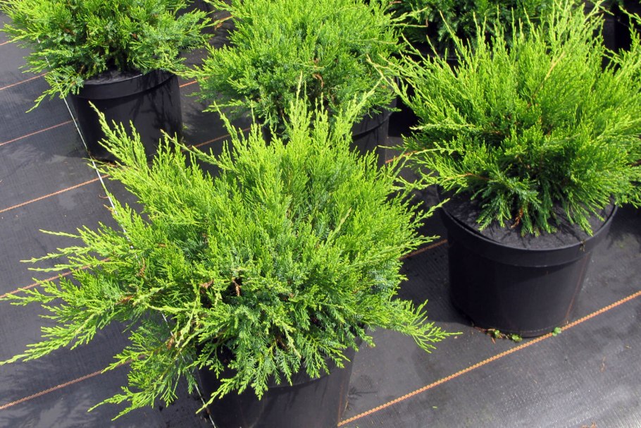 Можжевельник Mint Julep