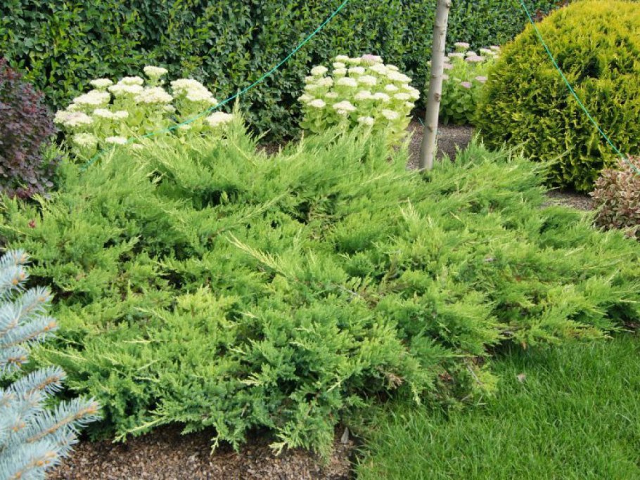 Можжевельник пфитцериана компакта