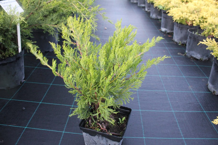 Можжевельник минт джулеп