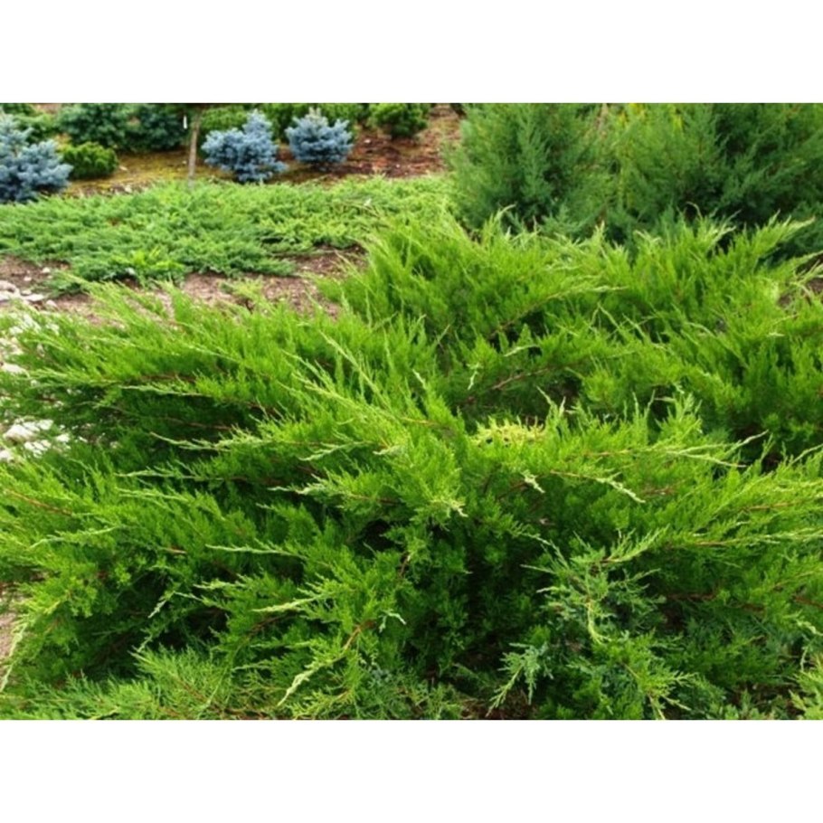 Можжевельник средний минт джулеп (с10)