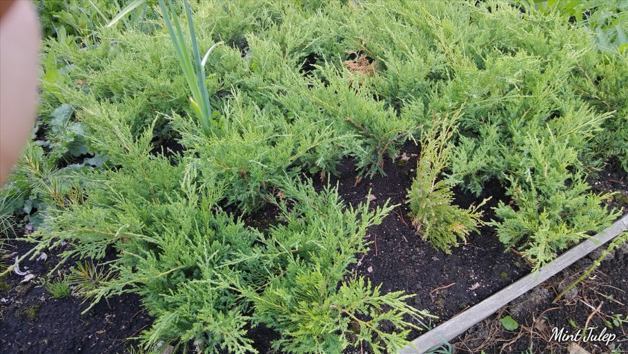 Можжевельник средний Mint Julep