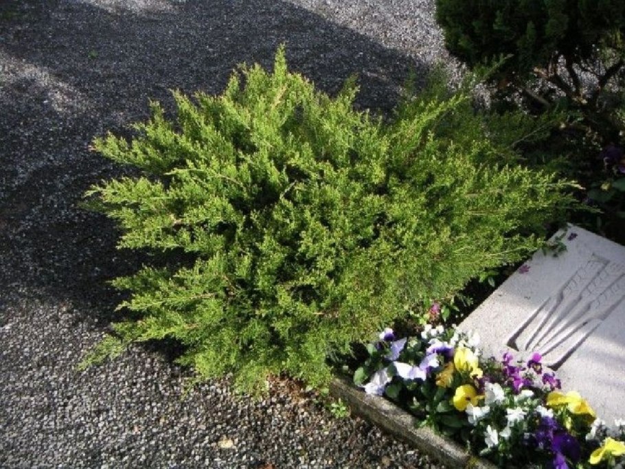 Можжевельник казацкий тамарисцифолия