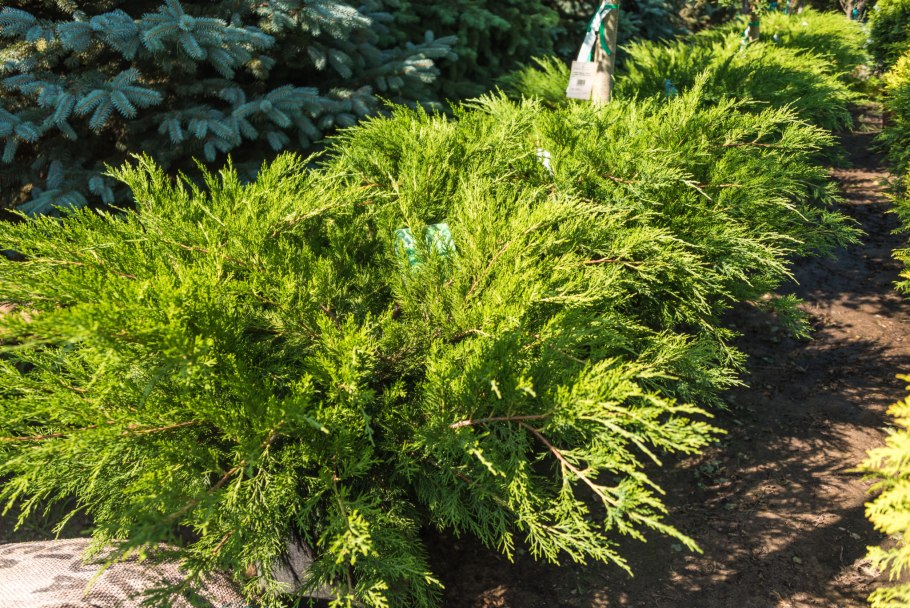 Можжевельник Mint джулеп