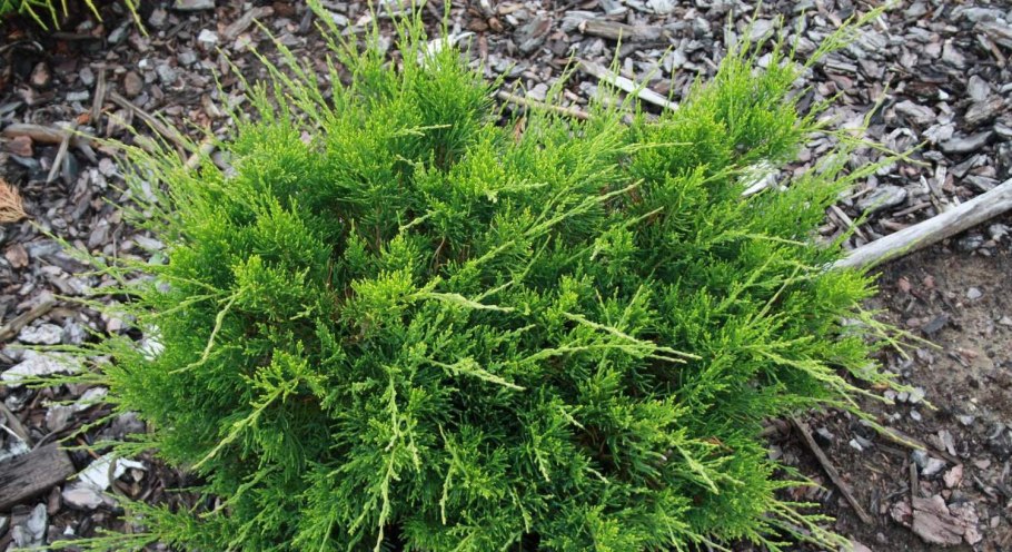 Можжевельник Пфитцериана Mint Julep