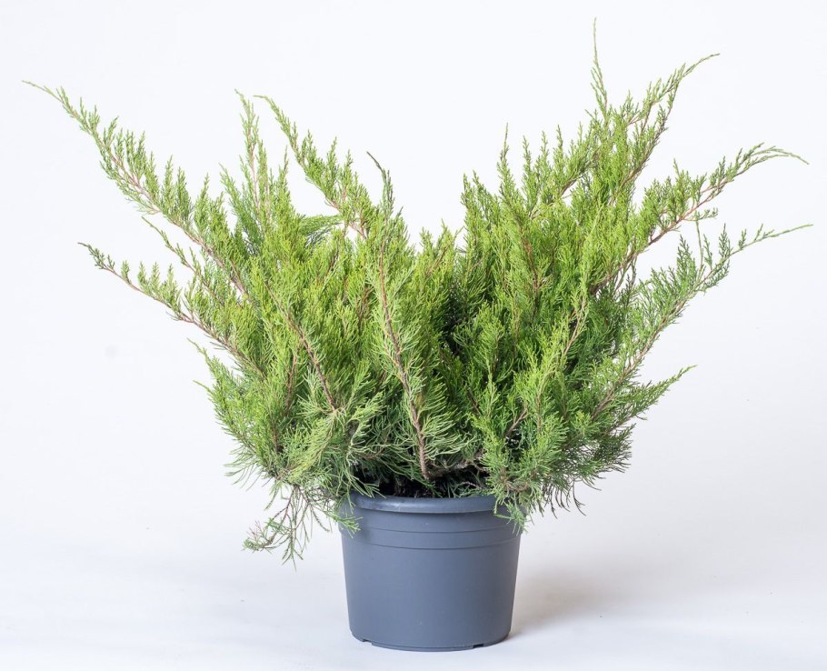 Можжевельник Mint джулеп