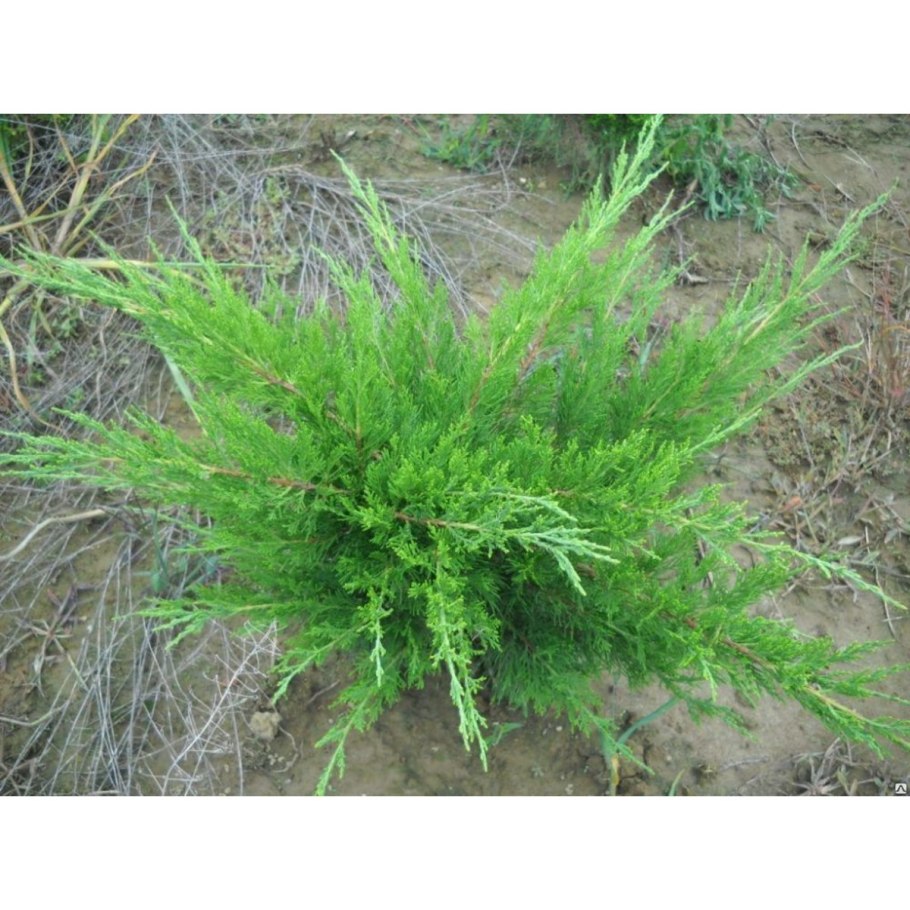 Можжевельник казацкий Mint Julep