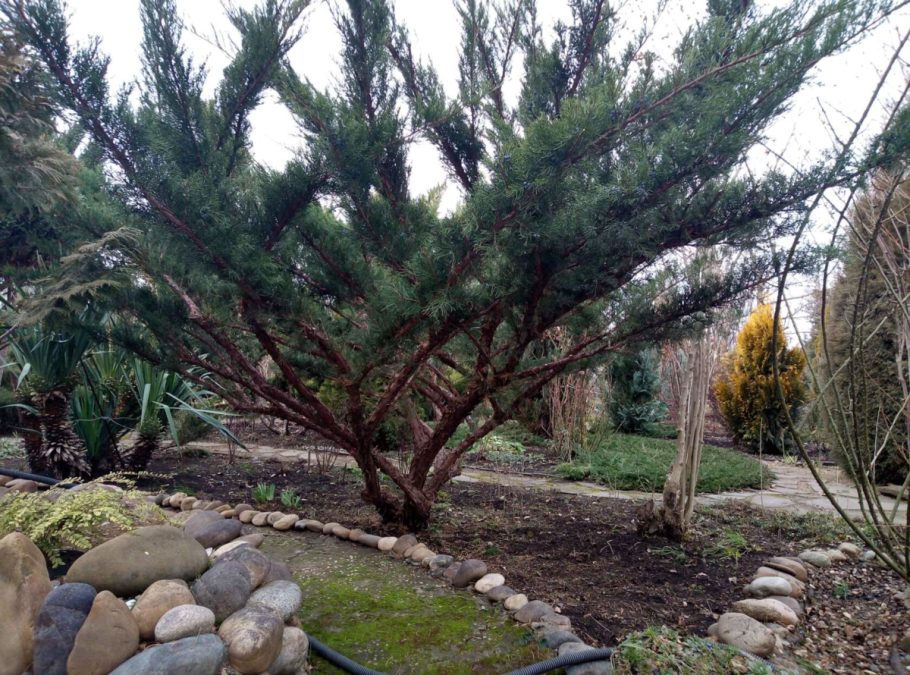 Можжевельник минт джулеп