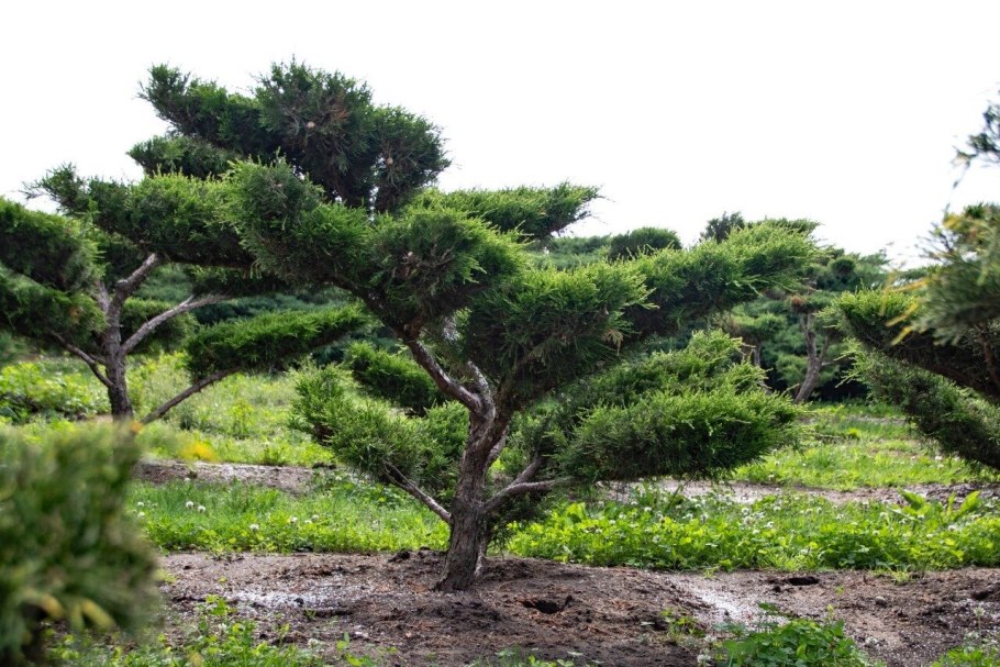 Можжевельник Mint Julep