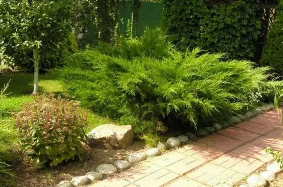 Можжевельник Пфитцериана Mint Julep