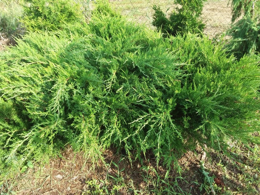 Можжевельник Mint джулеп