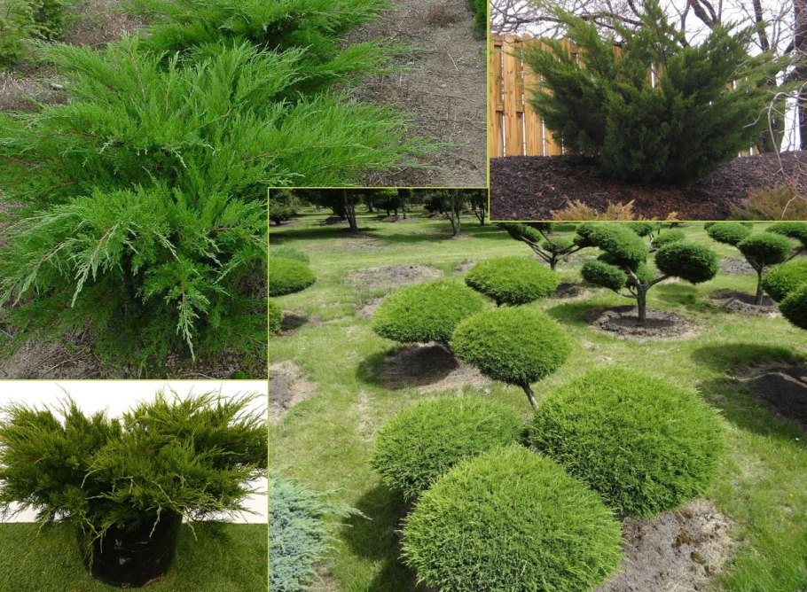 Можжевельник минт джулеп