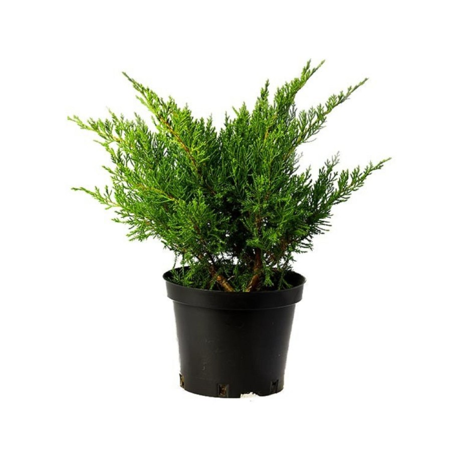 Goldfinger - можжевельник минт джулеп - до 1,5 м