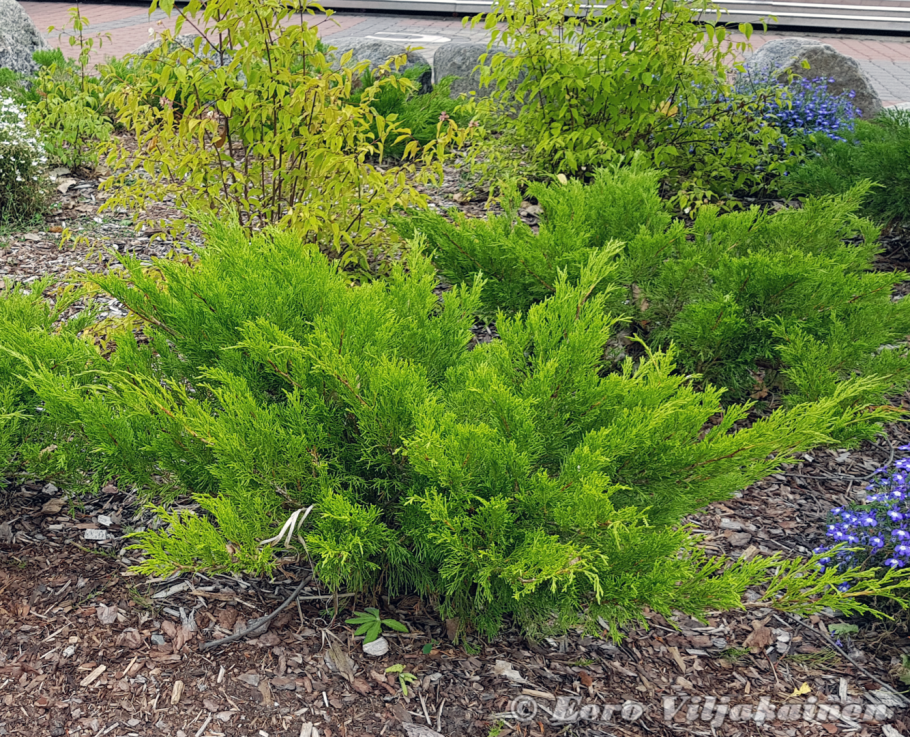 Можжевельник минт джулеп