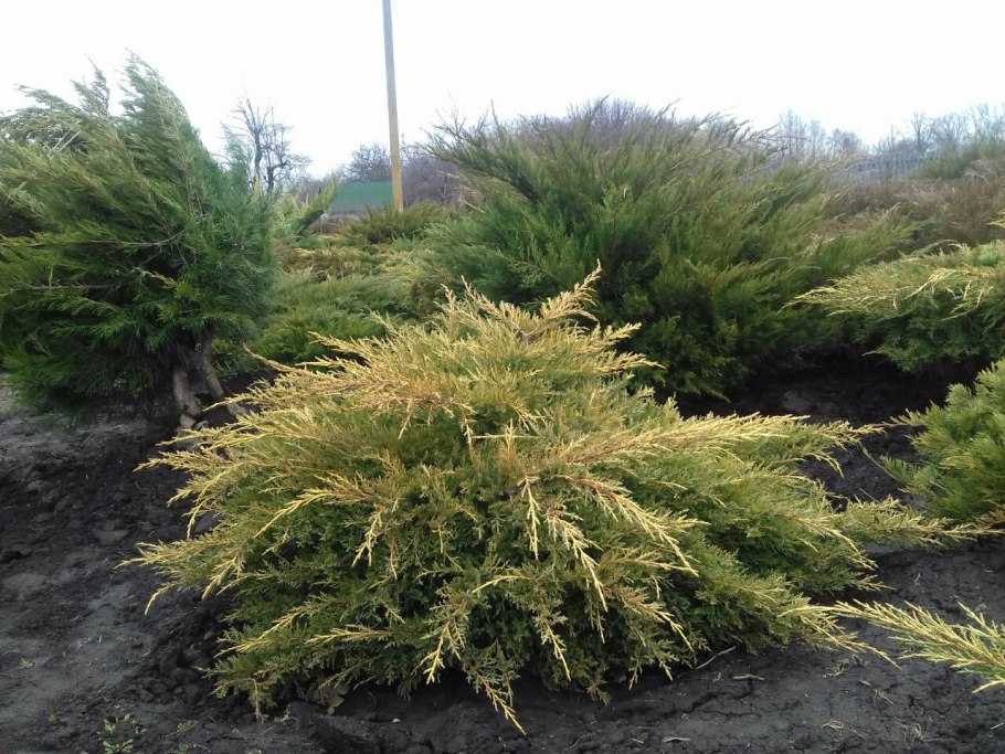 Можжевельник Пфитцериана компакта