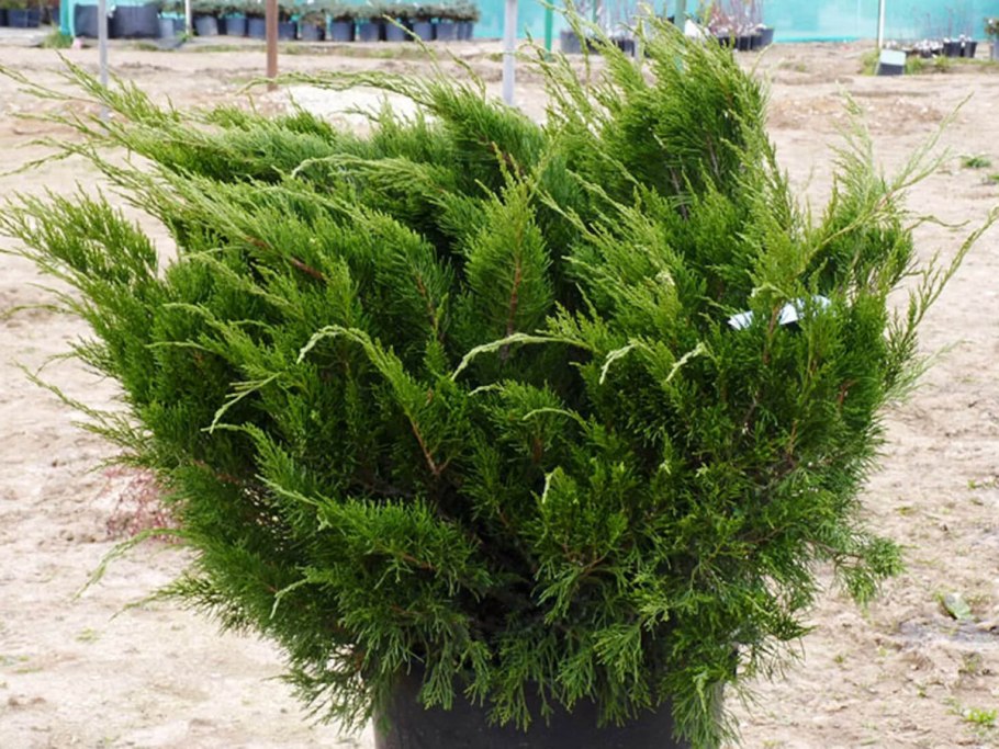 Можжевельник джулеп