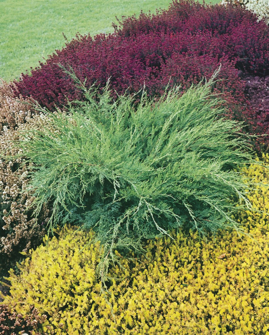 Можжевельник Mint Julep