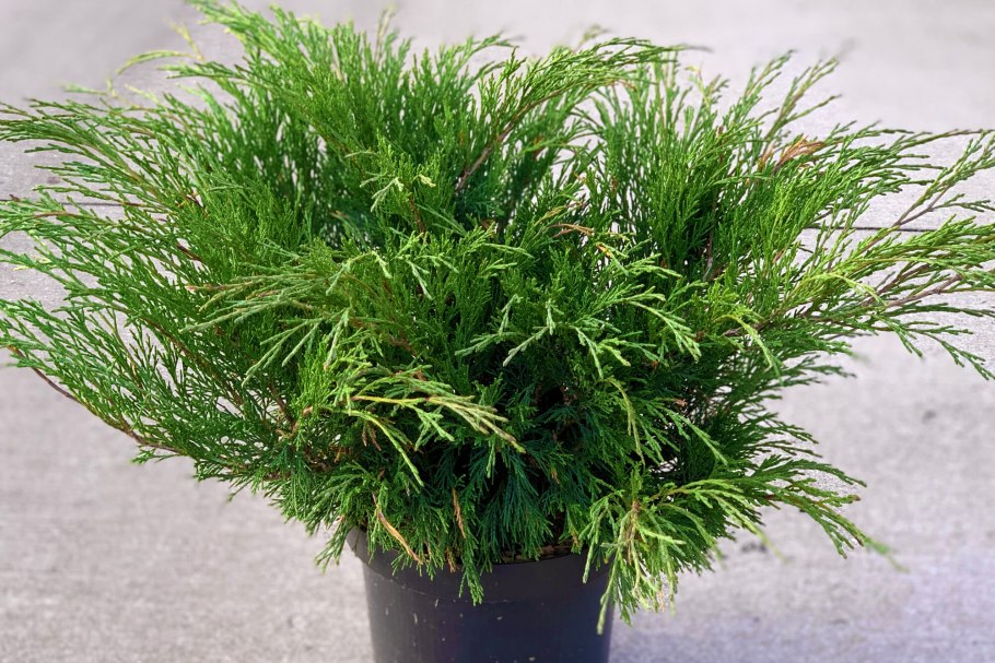 Можжевельник Пфитцериана Mint Julep