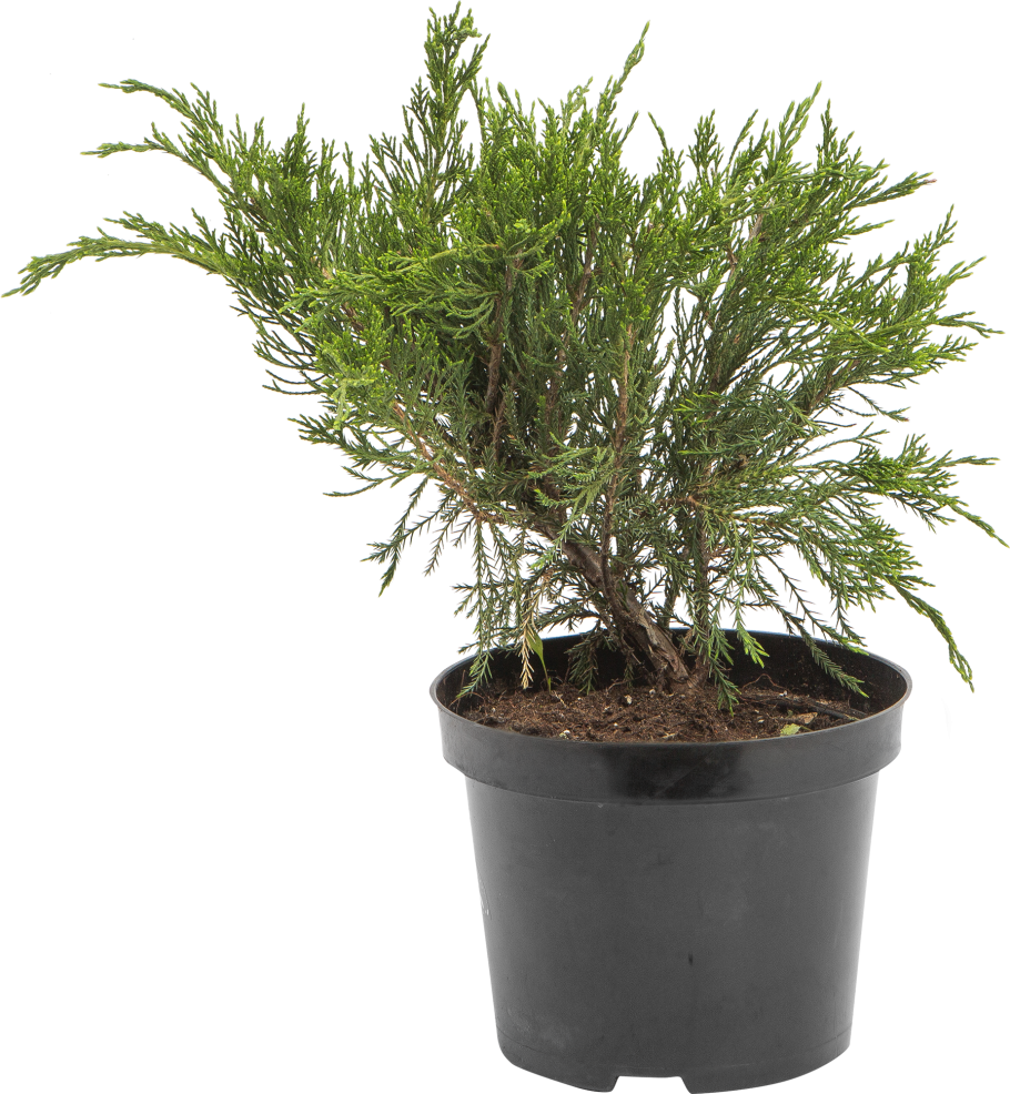 Можжевельник минт джулеп