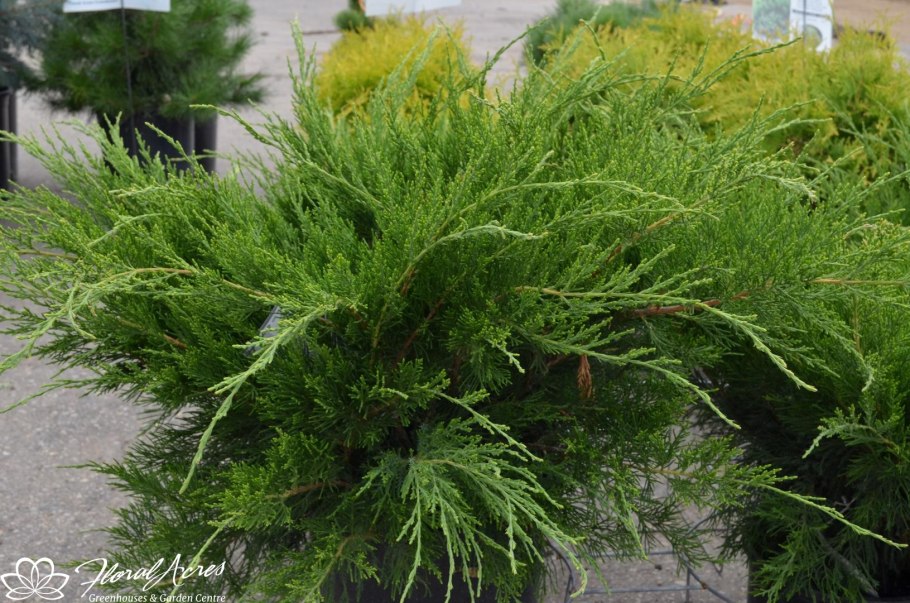 Можжевельник Mint Julep