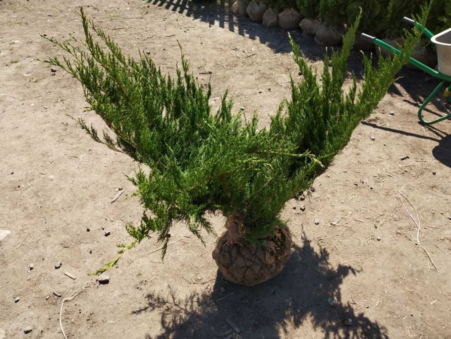 Можжевельник минт джулеп