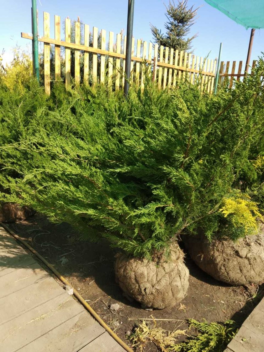 Можжевельник казацкий минт джулеп