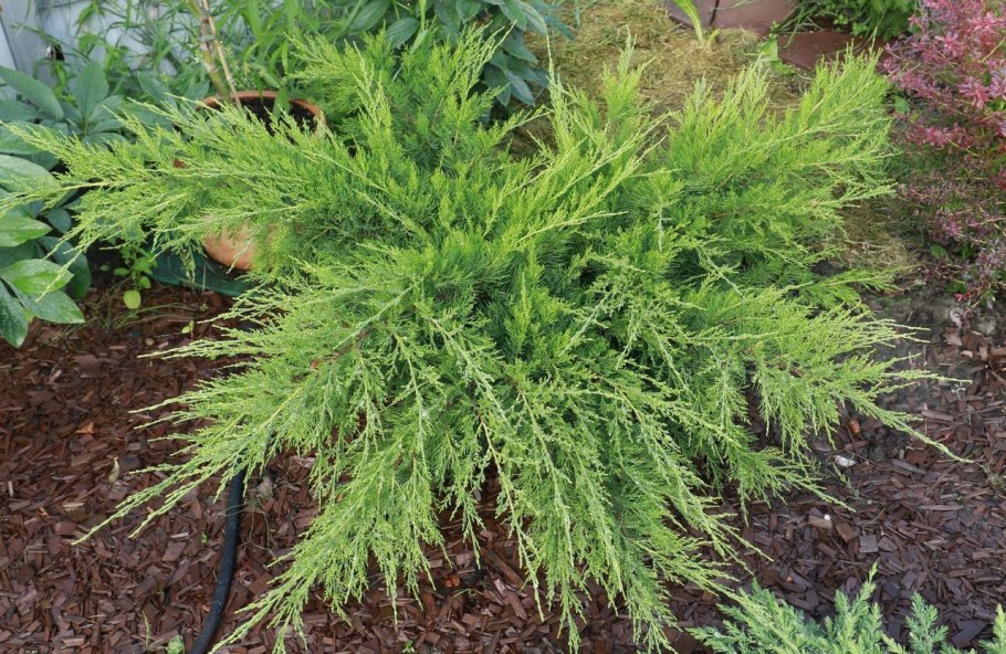 Можжевельник goldkissen