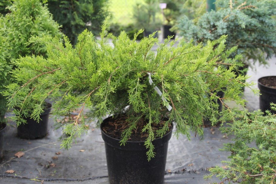 Можжевельник китайский минт джулеп