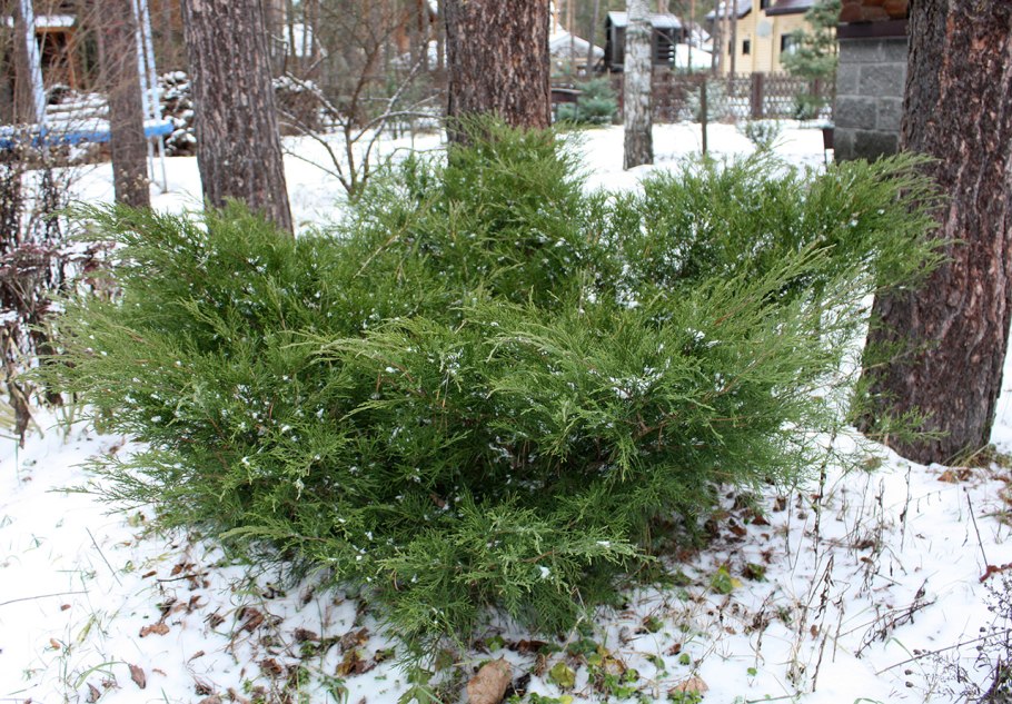 Можжевельник Пфитцера минт джулеп