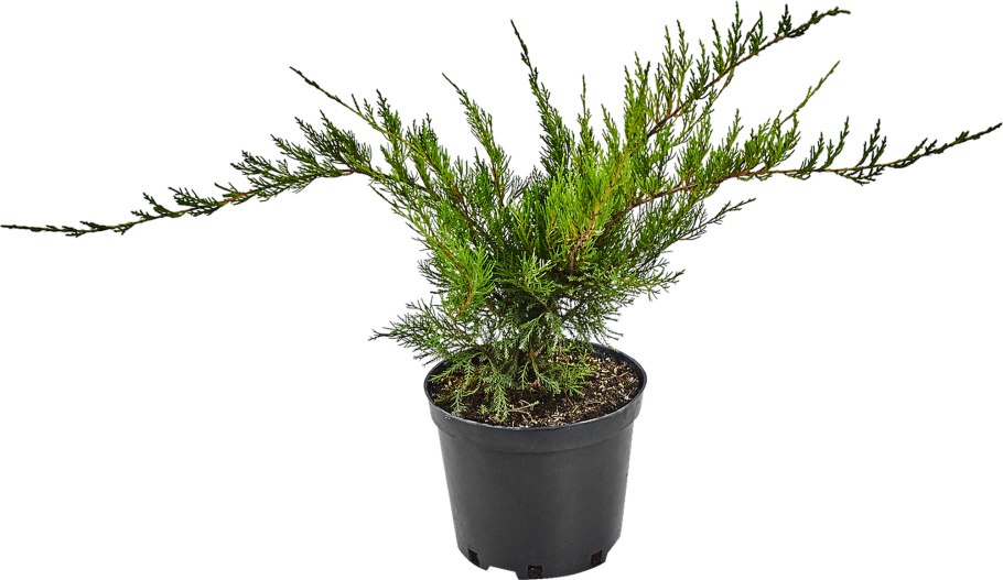 Можжевельник Mint джулеп