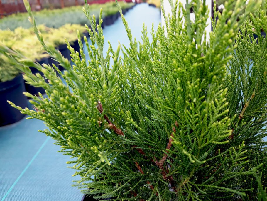 Туя западная смарагд экстра