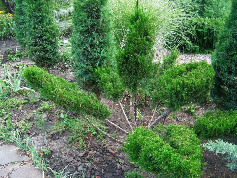 Хвойные казацкий можжевельник