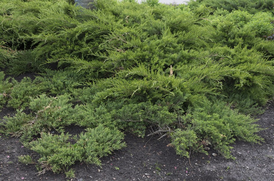 Можжевельник казацкий рокери джем