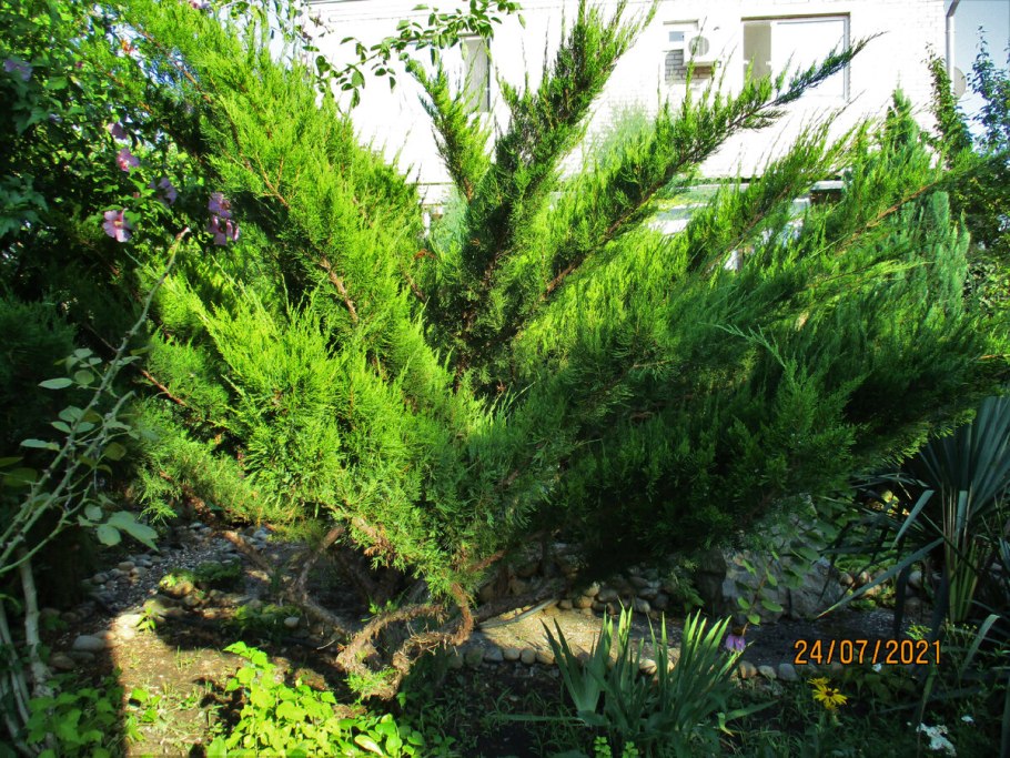 Можжевельник минт джулеп