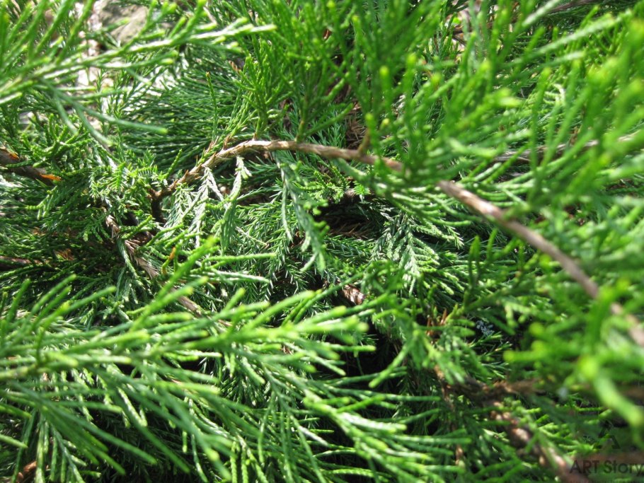 Можжевельник казацкий рокери джем