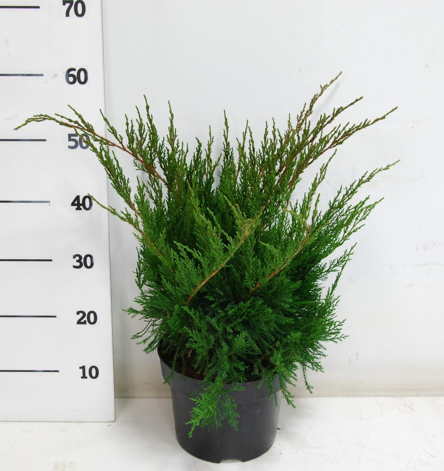 Можжевельник мини джулеп