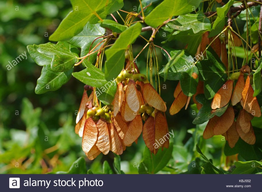 Ясень с вертолетиками