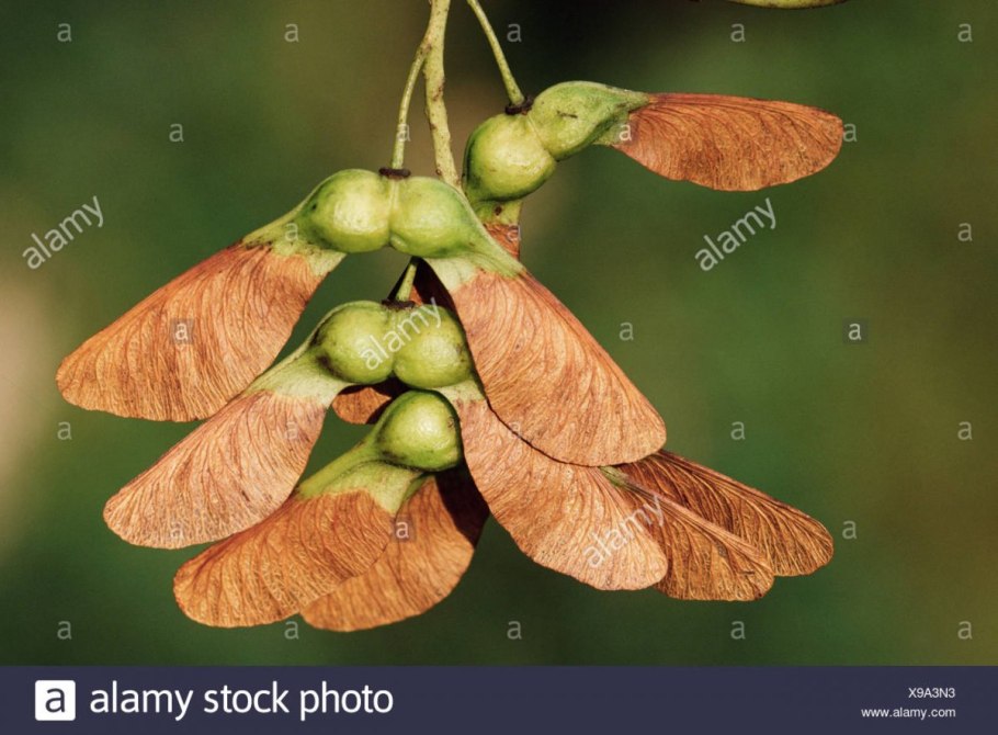 Айлант дерево семена