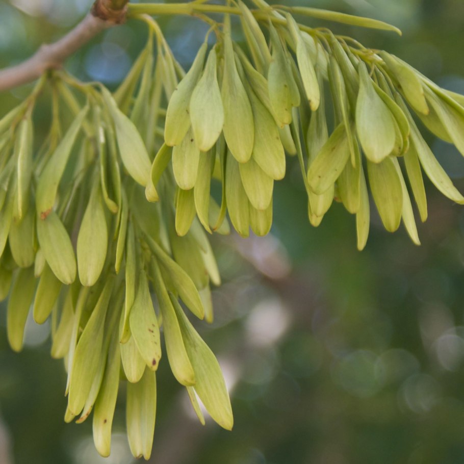 Клен сахарный семена