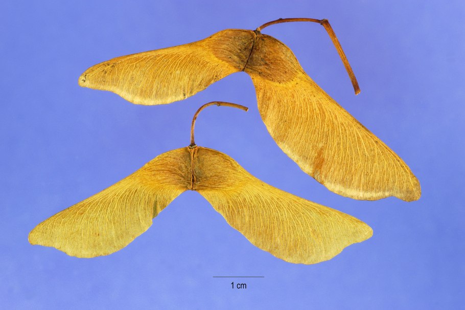 Крылатки клена