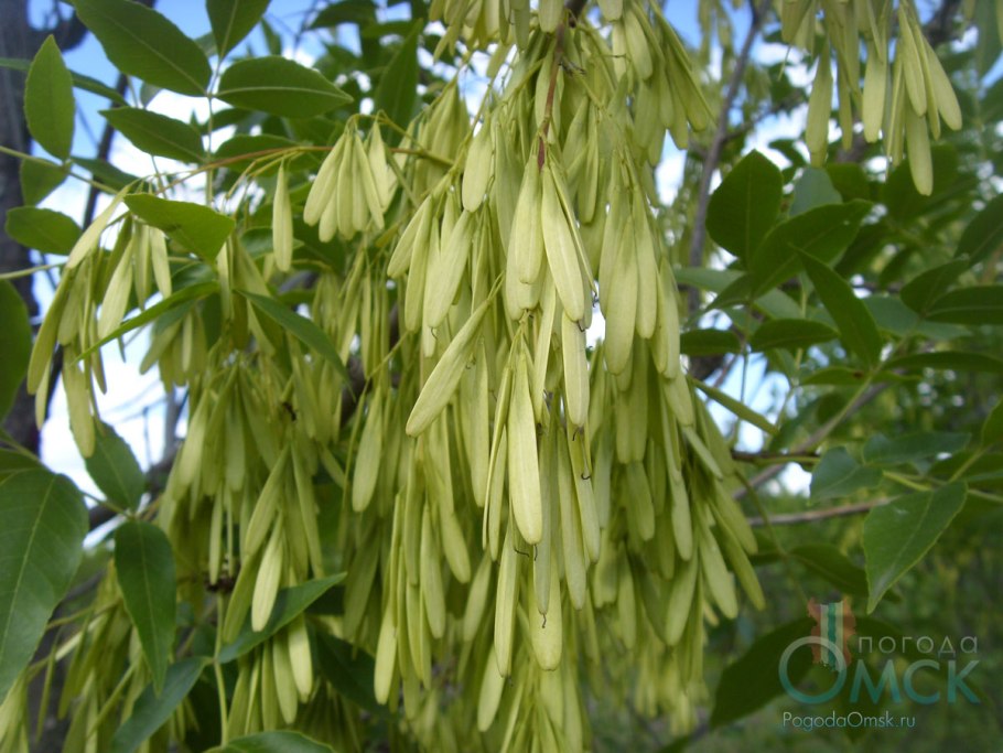 Клен американский ясенелистный