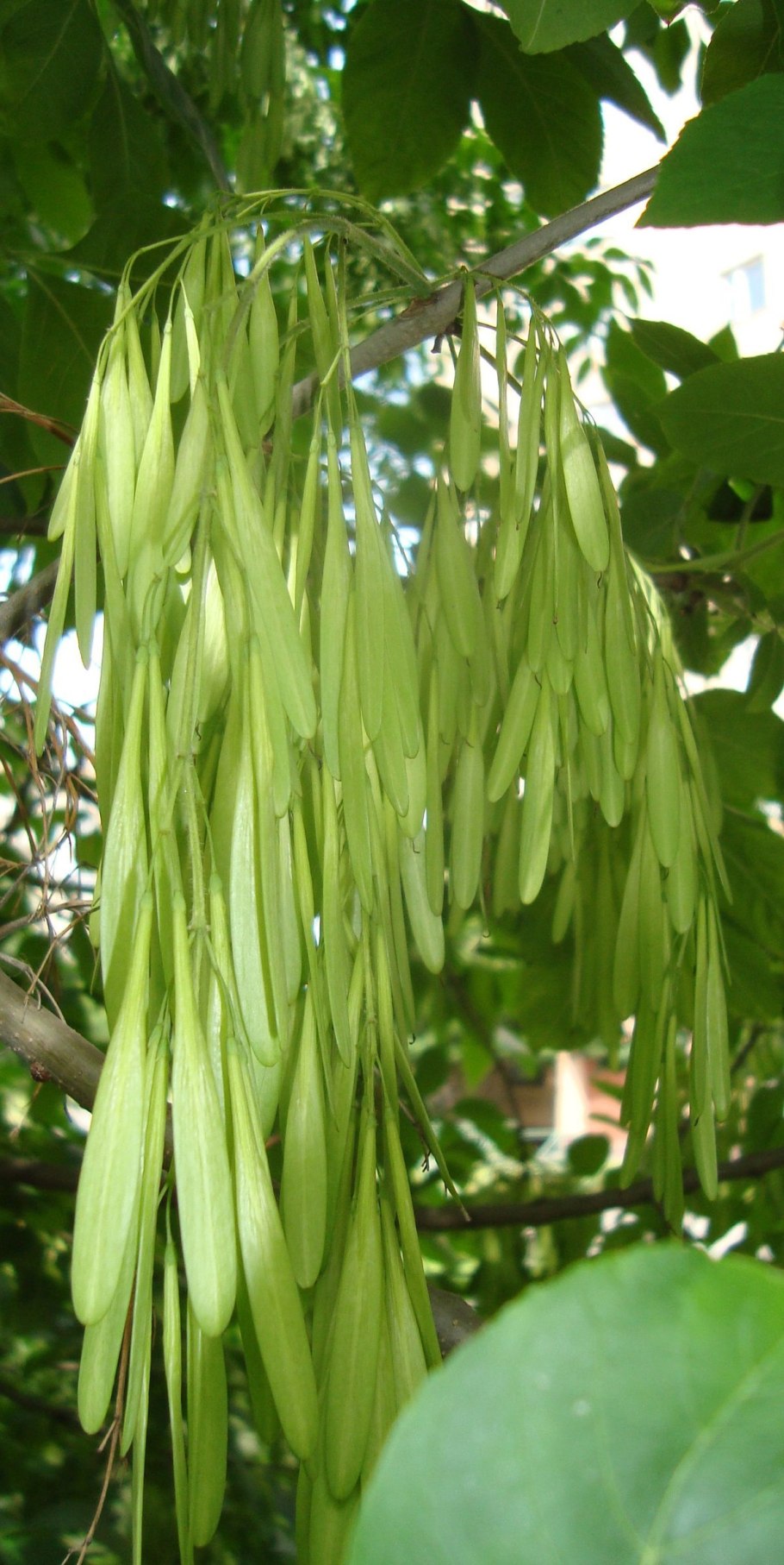 Дерево клен вертолетики